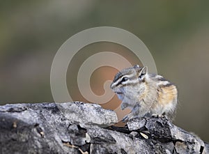 Least chipmunk on tree linb