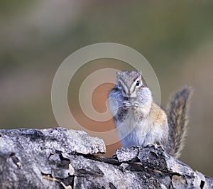 Least chipmunk on tree linb