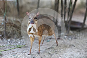 Least Concern species Lesser Oriental Chevrotain or Tragulus kanchil