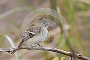 Least Flycatcher, Empidonax minimus, perched on branch