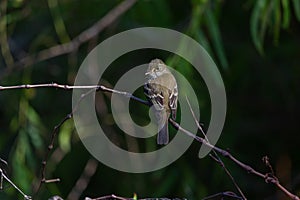 Least Flycatcher on limb