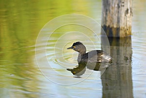 Least Grebe