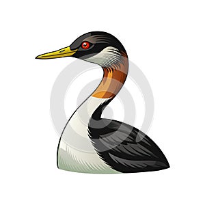 Least Grebe Bird Realistic Illustration