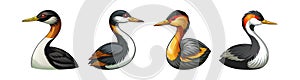 Least Grebe Bird Realistic Illustration