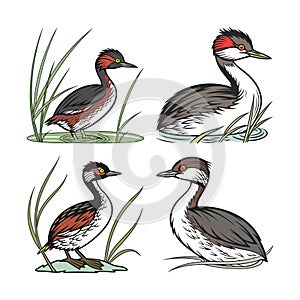 Least Grebe Bird Realistic Illustration