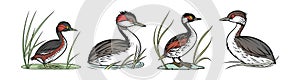 Least Grebe Bird Realistic Illustration