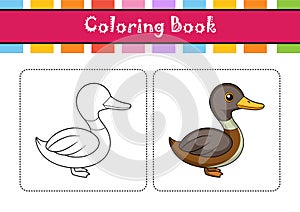 Least Grebe Bird Realistic Illustration