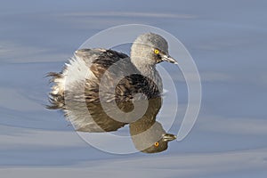 Least grebe - Texas