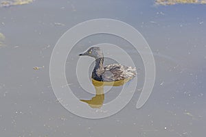 Least Grebe in a Wetland Pond