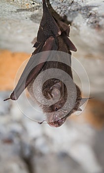 Least Horseshoe Bat, Rhinolophus pusillus