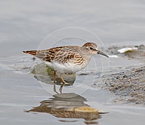 Least Sandpiper