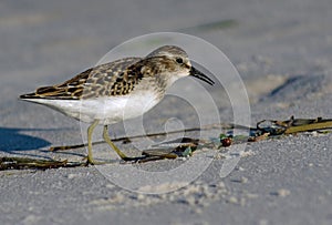 Least Sandpiper on the Beach