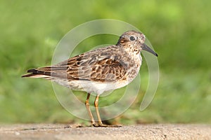 Least Sandpiper (Calidris minutilla)