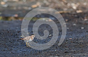 Least Sandpiper Calidris minutilla