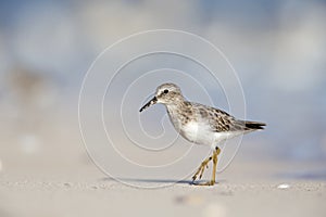 Least sandpiper Calidris minutilla foraging on the beach of Key West.