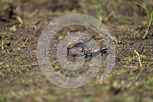 Least sandpiper feeding at mudflat photo