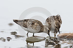 Least Sandpiper feeding near shore