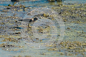 Least sandpiper feeding in wetland swamp