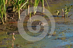 Least sandpiper feeding in wetland swamp