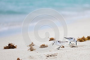 Least Sandpiper Flock on beach