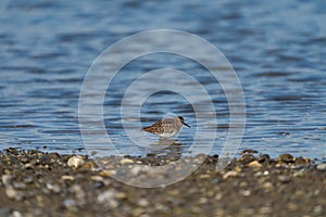 Least sandpiper resting at seaside