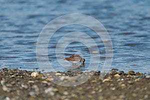 Least sandpiper resting at seaside