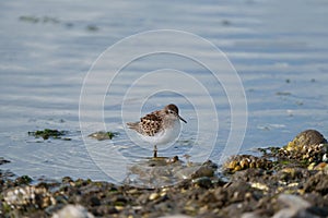 Least sandpiper resting at seaside