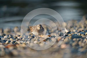 Least sandpiper resting at seaside