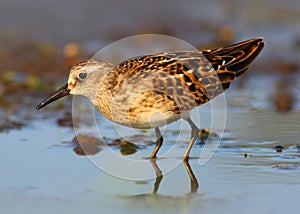 Least Sandpiper Shorebird (Calidris minutilla) or Peep