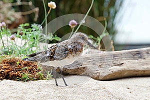 Least Sandpiper standing in sand the beach