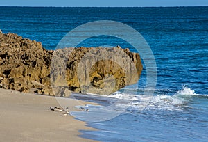 Least Sandpipers under the Limestone Formation