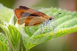 Least Skipper (Ancyloxypha numitor) perched on a leaf