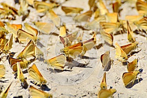 Least Skipper Butterflies mud-puddling