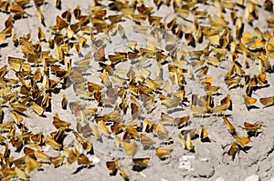 Least Skipper Butterflies mud-puddling