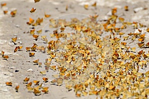 Least Skipper Butterflies mud-puddling