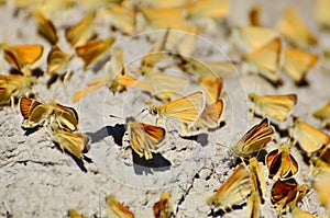 Least Skipper Butterflies mud-puddling