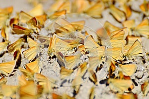 Least Skipper Butterflies mud-puddling