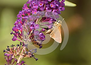 Least Skipper Butterfly