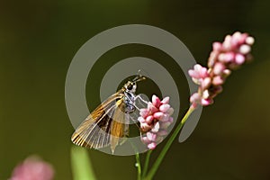 Least Skipper Butterfly   806521