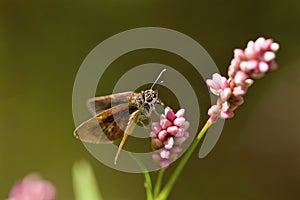 Least Skipper Butterfly   806522