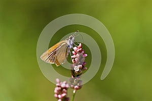 Least Skipper Butterfly   806526