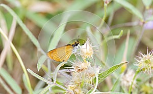 Least Skipper Butterfly Ancyloxyphia numitor Perched on Thistle