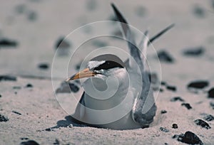 Least tern on Biloxi beach(prior to oil spill)