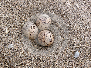 Least Tern Eggs