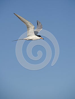 Least tern flying