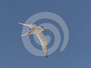 Least Tern Flying on a Blue Sky