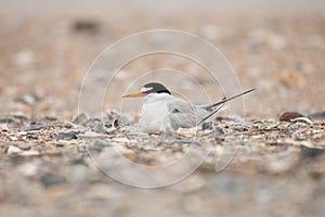 Least Tern nesting Wrightsville Beach NC