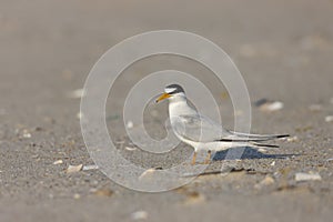 Least Tern (Sternula antillarum antillarum)