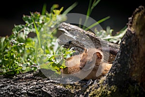 Least Weasel Mustela nivalis