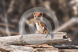 Least Weasel - Mustela Nivalis - a small predatory mammal with brown white fur, weasel with hunted sand lizard